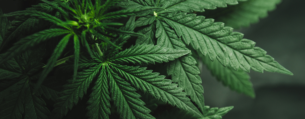 Légalisation du cannabis : comment profiter des retombées économiques estimées à des milliards de dollars